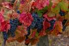 Mature grapes on the Vine at Quinta da Portal Winery in Celeiros, Portugal Art Print